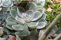 79415a86-IMG_8259 eševeria.jpg